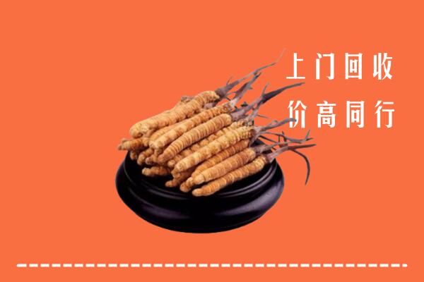 附近收购：东宁市冬虫夏草回收多少钱每克
